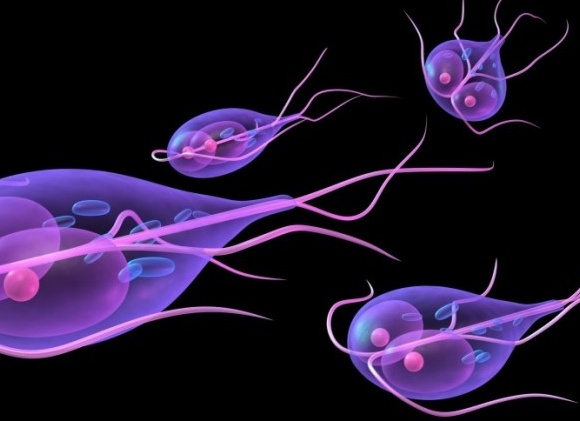 Что такое лямблии и как их вывести из организма Что такое лямблии и как их вывести из организма