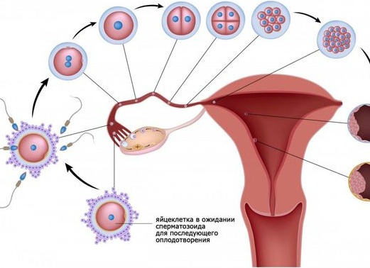 Причины бесплодия у женщин – виды, методы диагностики и лечения