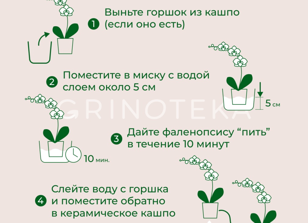 Правильный уход за орхидеей в домашних условиях Правильный уход за орхидеей в домашних условиях