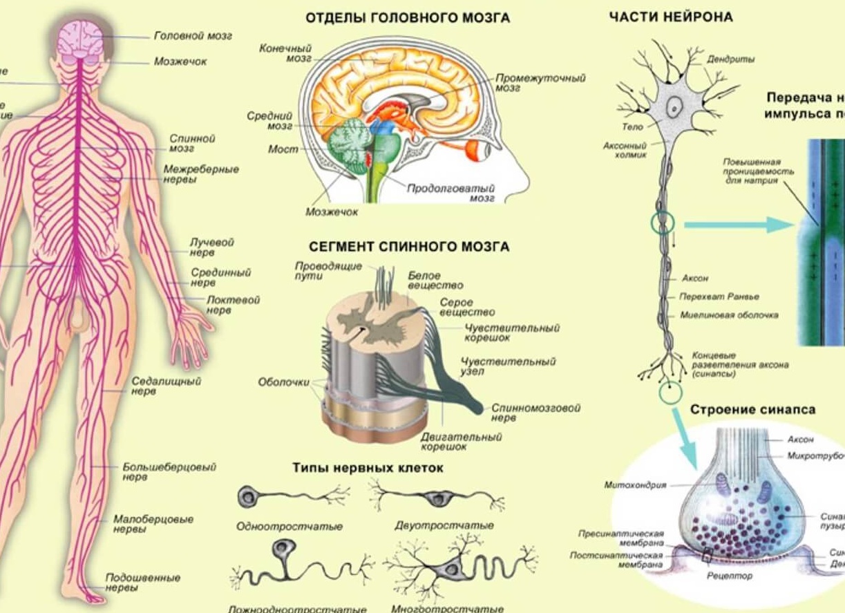 Основные заболевания периферической нервной системы