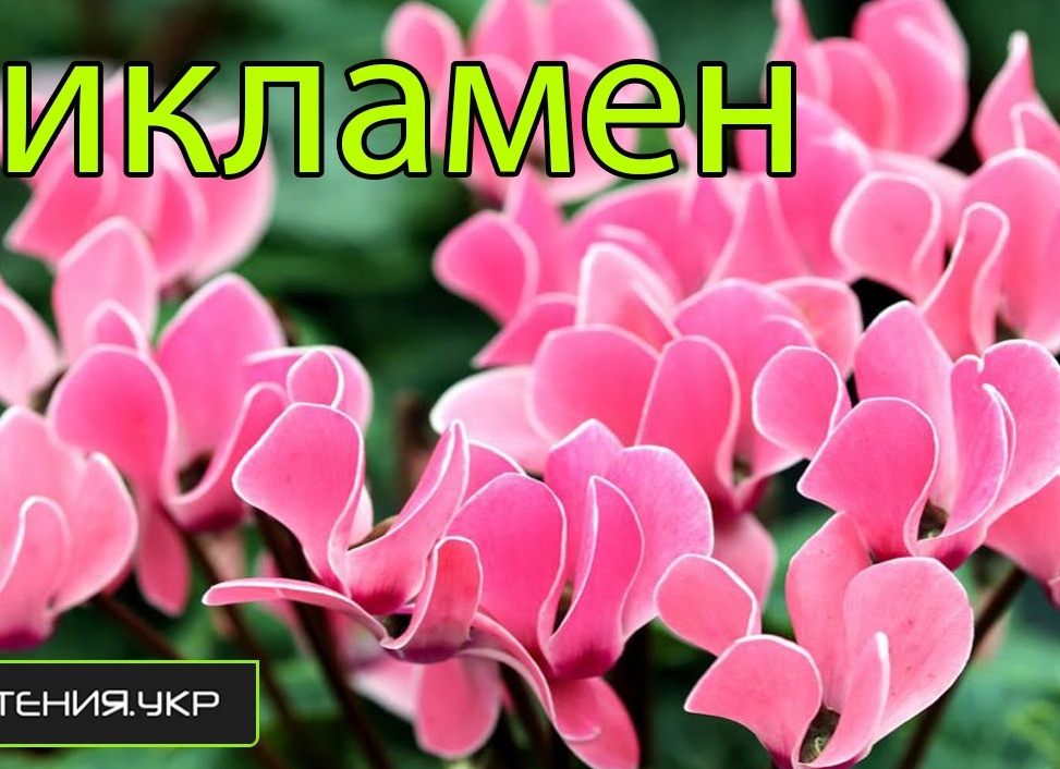 Цветок цикломения: правила ухода в домашних условиях