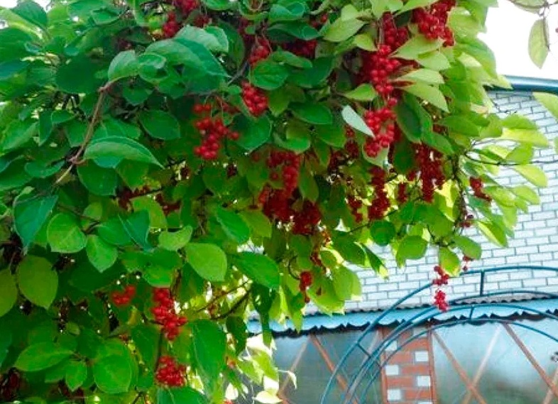 Китайский лимонник: лечебные свойства и возможный вред