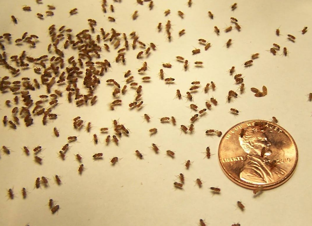 Откуда берутся мелкие мошки в доме и как от них избавиться