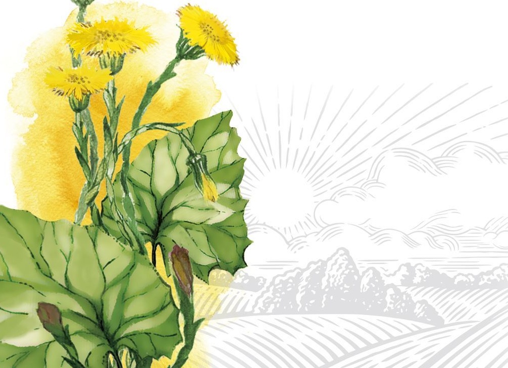 Лечебные свойства мать-и-мачехи и возможные противопоказания