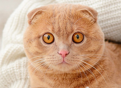 Шотландские вислоухие котята: фото и характеристика породы