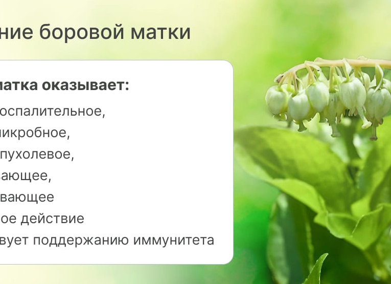 Как правильно принимать боровую матку для зачатия