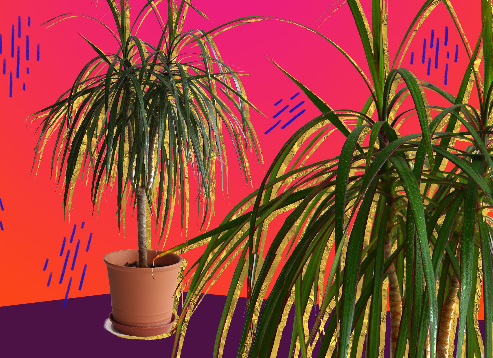 Как ухаживать за цветком драценой в домашних условиях