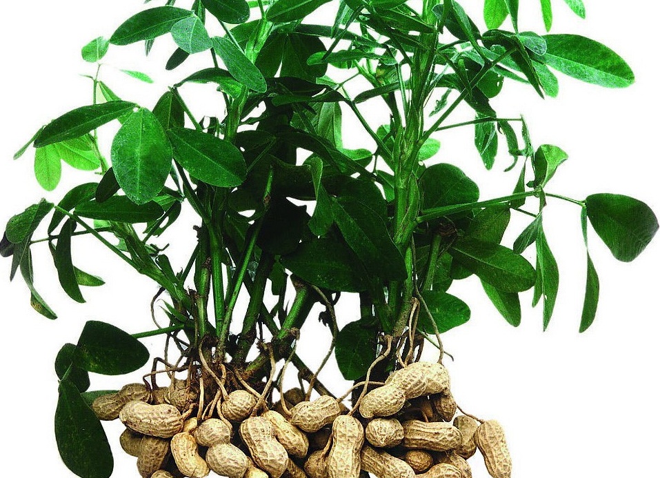 Как растет арахис: основы выращивания