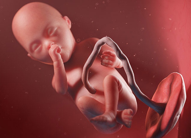 Что происходит на 20 неделе беременности: состояние матери и плода, анализы