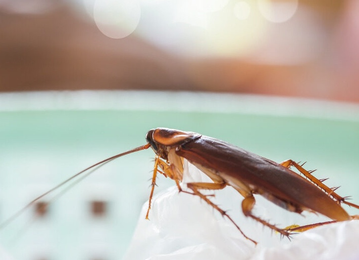 К чему снятся тараканы согласно сонникам К чему снятся тараканы согласно сонникам