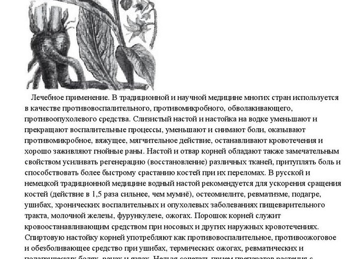 Окопник лекарственный: целебные свойства и применение при лечении суставов