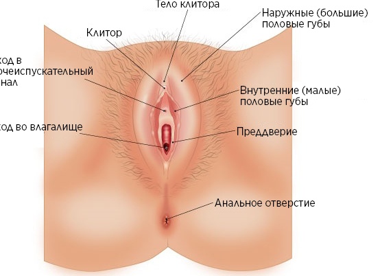 Почему ощущается сухость во влагалище и как от нее избавиться