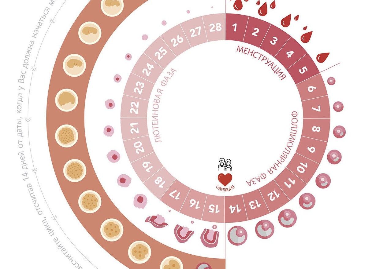 Как правильно высчитать день овуляции для зачатия и чтобы не забеременеть Как правильно высчитать день овуляции для зачатия и чтобы не забеременеть