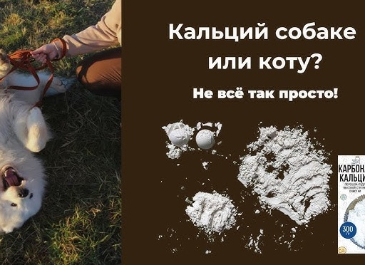Всё о кальции: суточная норма, в каких продуктах содержится, недостаток и избыток Всё о кальции: суточная норма, в каких продуктах содержится, недостаток и избыток
