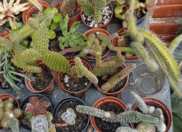 Разновидности комнатных фикусов с названиями, фото и советами по уходу