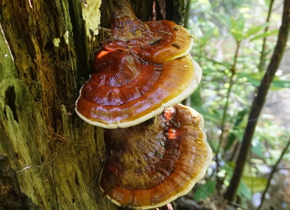 Что такое гриб Рейши и где он произрастает? Что такое гриб Рейши и где он произрастает?