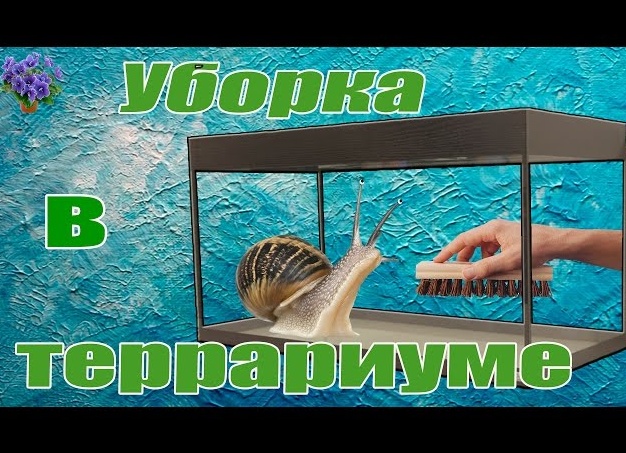 Уход и содержание африканских улиток ахатинов