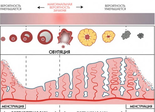 Можно ли забеременеть во время месячных, после них и при задержке Можно ли забеременеть во время месячных, после них и при задержке