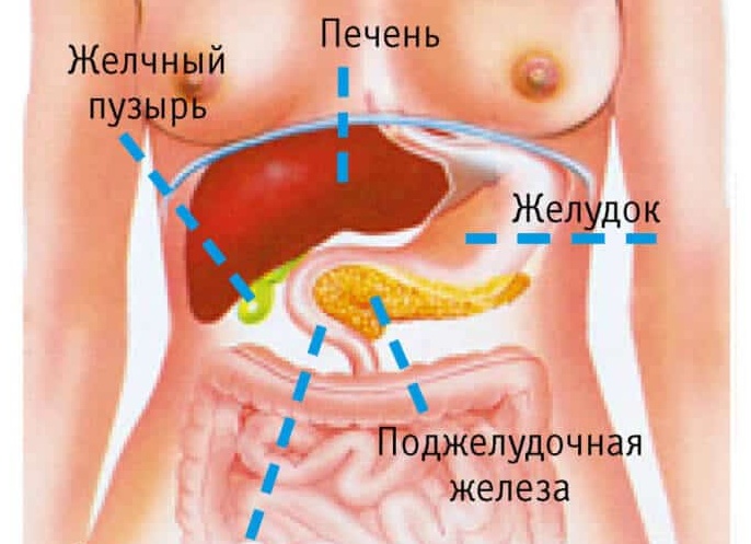 Где находится поджелудочная железа у человека и каковы ее функции